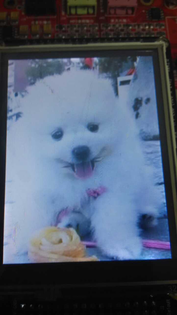 dog.jpg