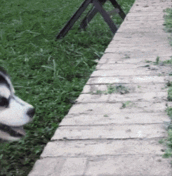 å¾®ä¿¡å¾ç_20201219203756.gif