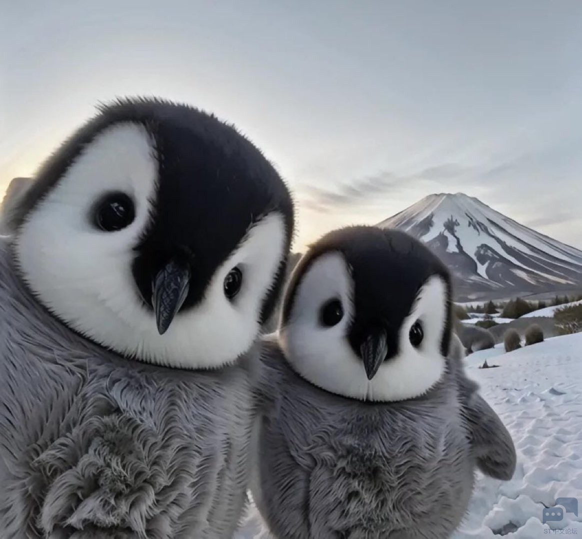 cutepenguie.jpg